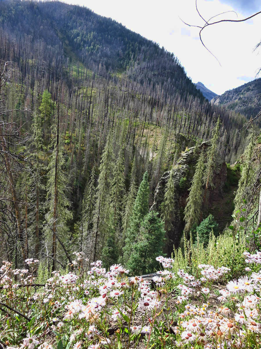 Unfortunately, there was a bad fire in this wilderness in 2013.  Wildflowers are the first sign of recovery.
