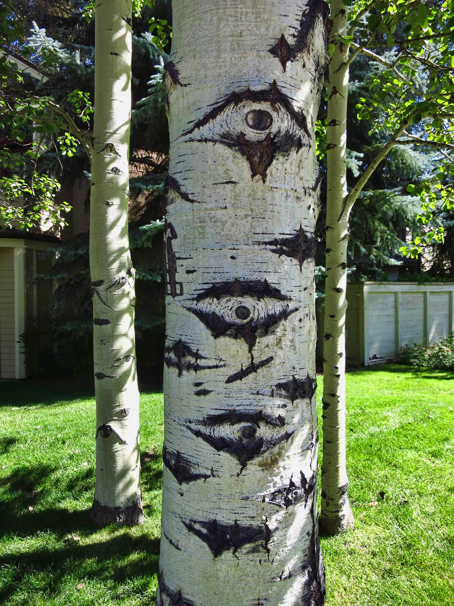 Who needs paparazzi when you have the "eyes" of aspens?
