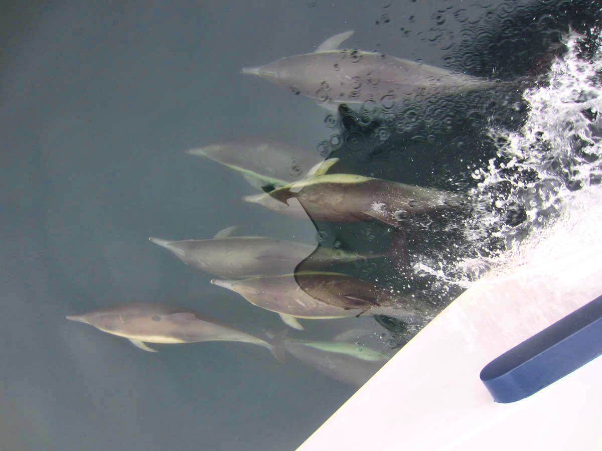 EIGHT dolphins riding our bow wake!