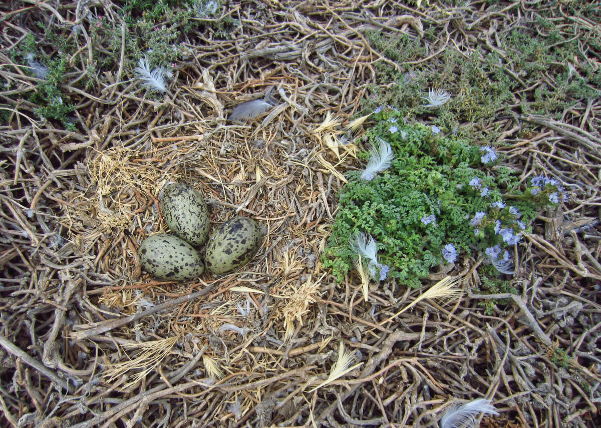 Western gull eggs, speckled olive in color, are typically laid in threes.