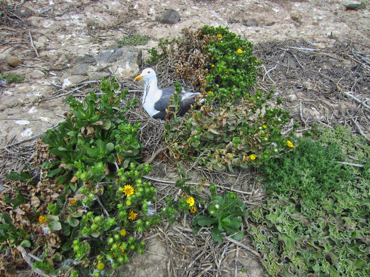 I like this gull's style...building a nest surrounded by a flower garden!