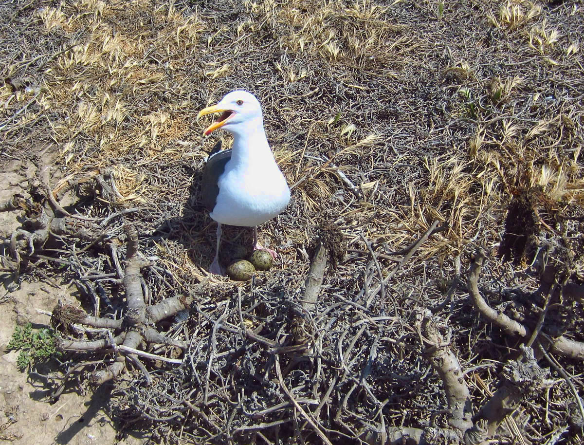 Not eggs beneath gull's feet. Both sexes share in the incubation process.