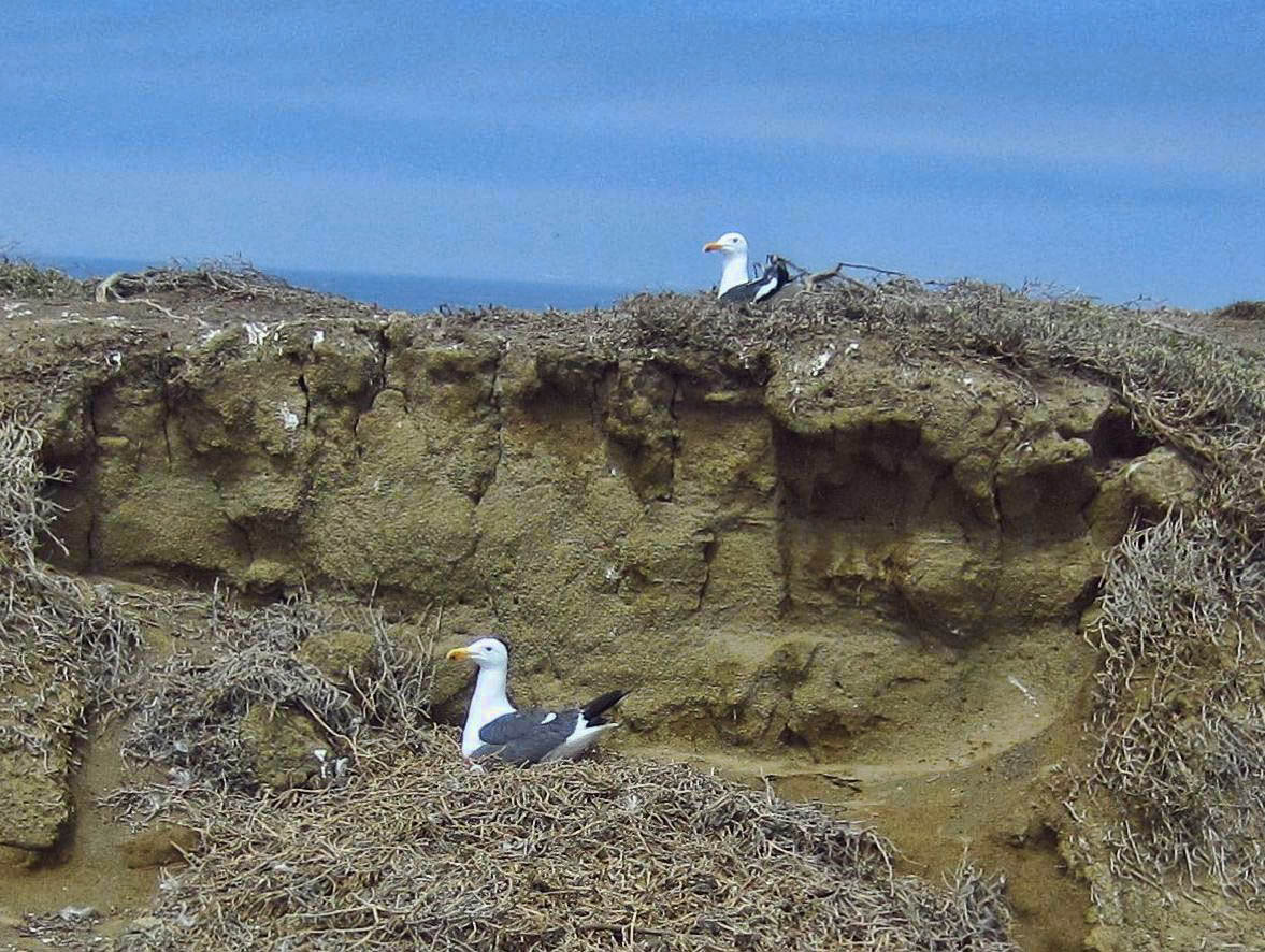 Male and female gulls are hard to tell apart, other than "who lays the eggs?"