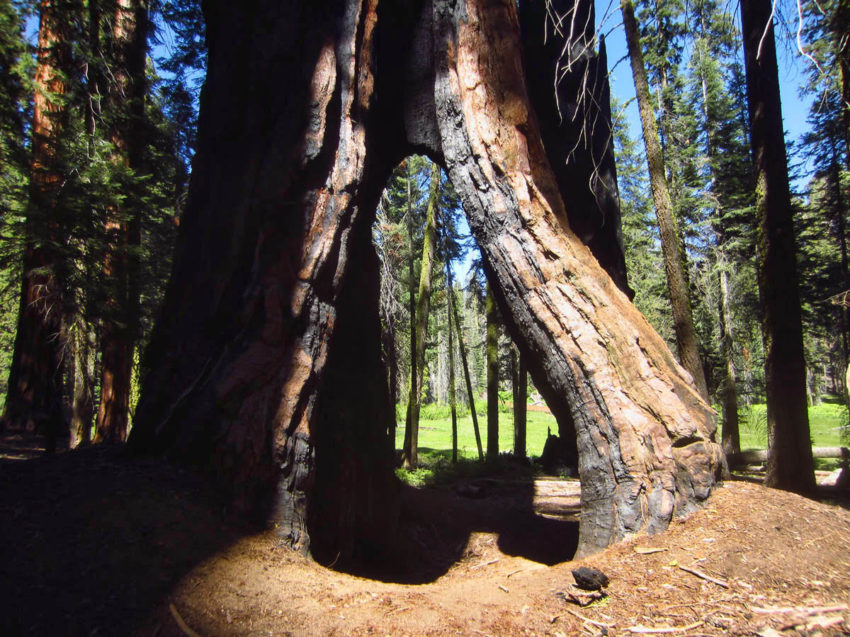 Tree "arch" in Crescent Meadow