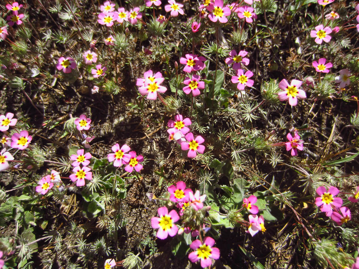 Whereas much of Kings Canyon was carpeted with tiny blue flowers, Sequoia is carpeted with pink flowers.