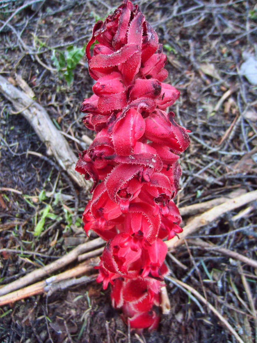 Snow Plant, or Sarcodes. It has no chlorophyll; it derives nutrition from fungi underneath the soil.