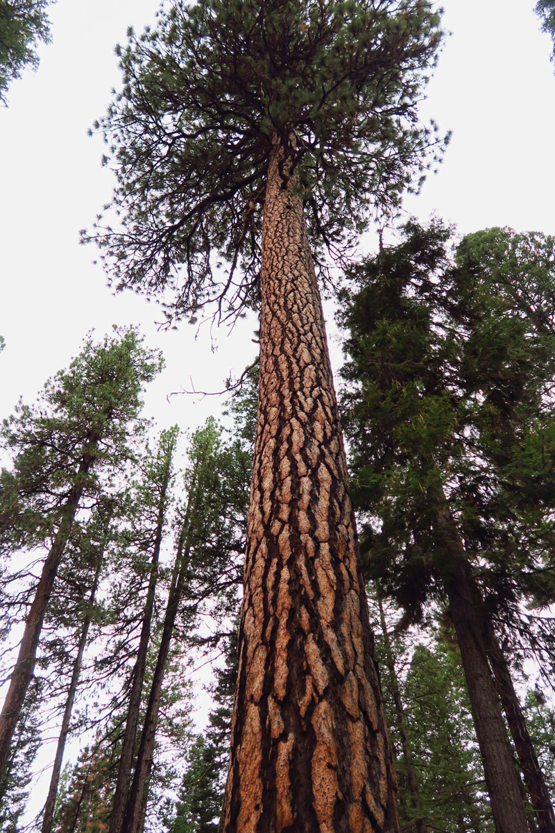 Namesake of the State Park, many of the Ponderosa Pines are 300 years old, growing up to 150 ft tall.
