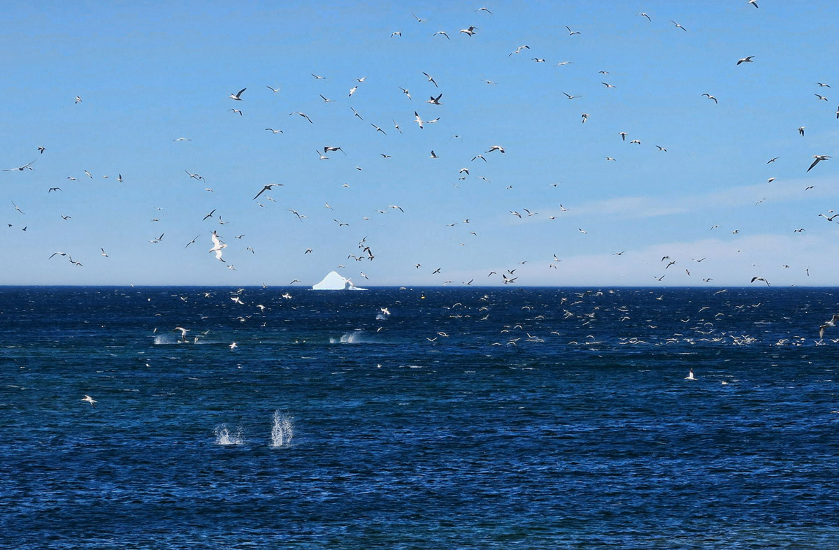 As I am driving along the edge of a cove, I spot this gull frenzy taking place out the window, so I pull over to watch for a while (Note another iceberg in background.)